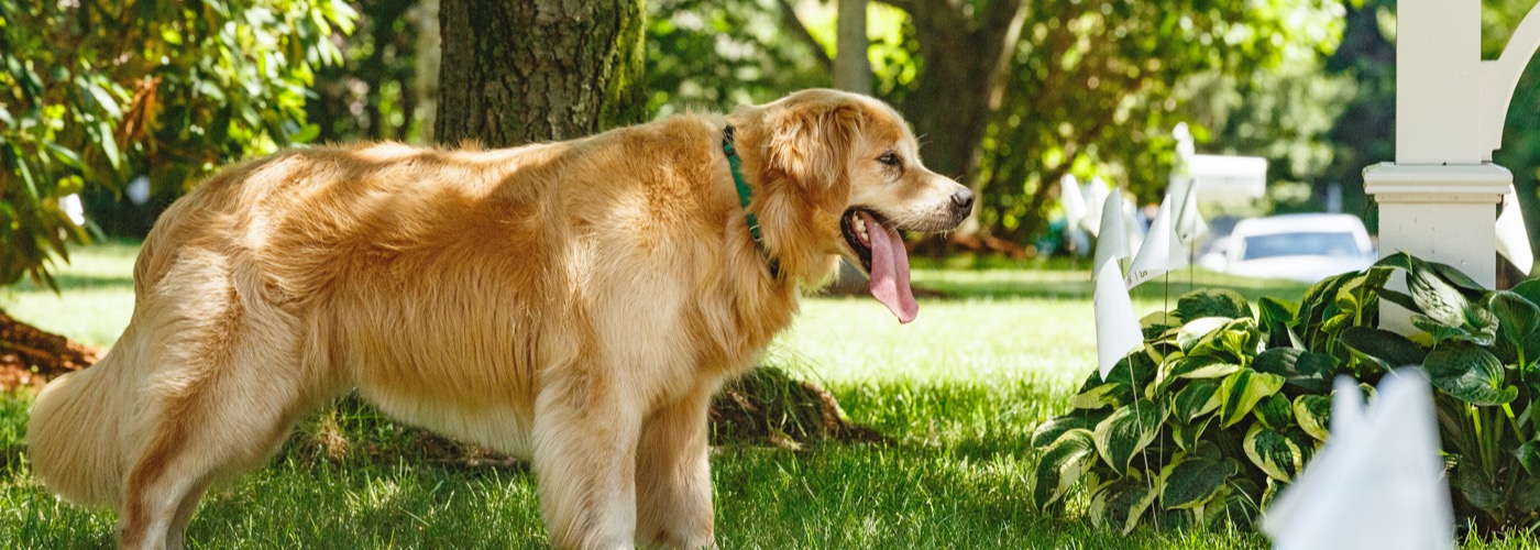 DogWatch of Greater Kansas City, Kansas City, MIssouri | Outdoor Hidden Dog Fences Slider Image