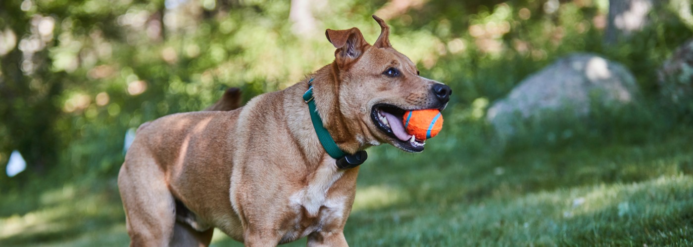 DogWatch of Greater Kansas City, Kansas City, MIssouri | ProFenceX Slider Image